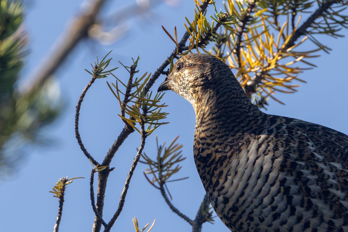 Spruce Grouse - ML624342544