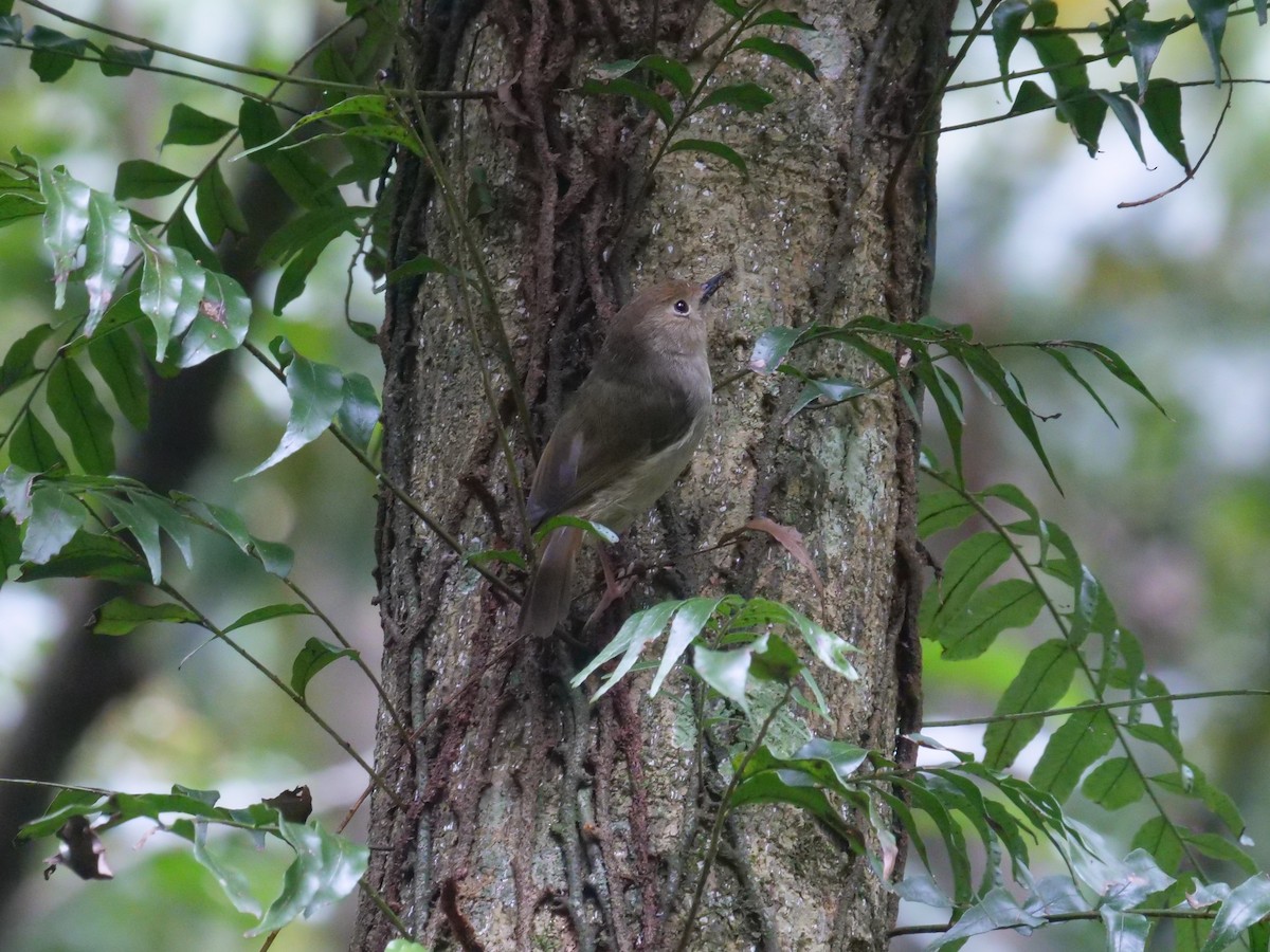 Large-billed Scrubwren - ML624342630