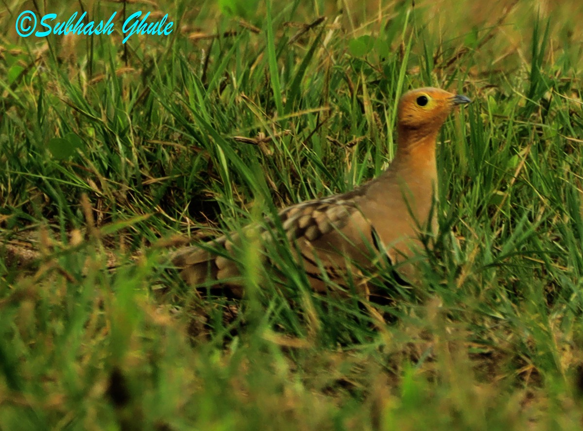 Chestnut-bellied Sandgrouse - ML624342752