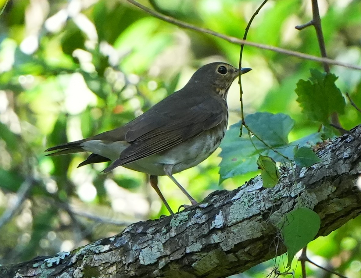 Swainson's Thrush - Dave Bowman