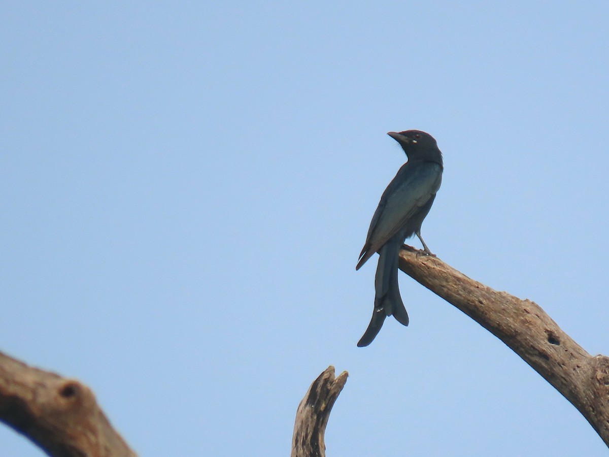 Black Drongo - ML624342910
