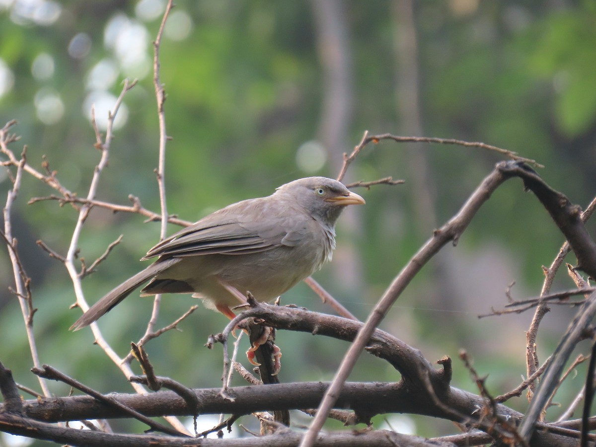 Jungle Babbler - ML624342913