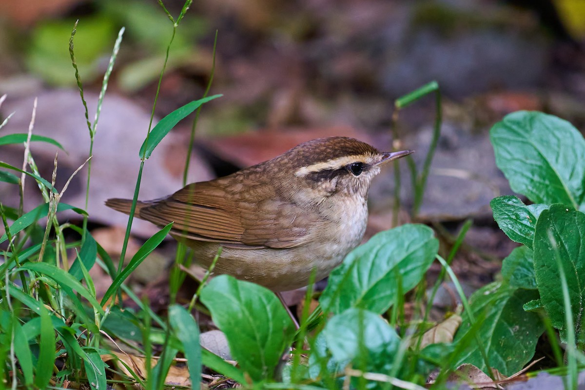 Buscarla Colicorta Asiática - ML624343171