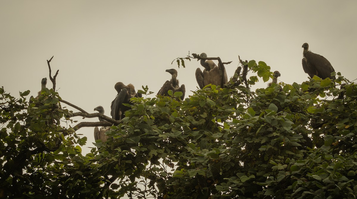 Indian Vulture - ML624343310