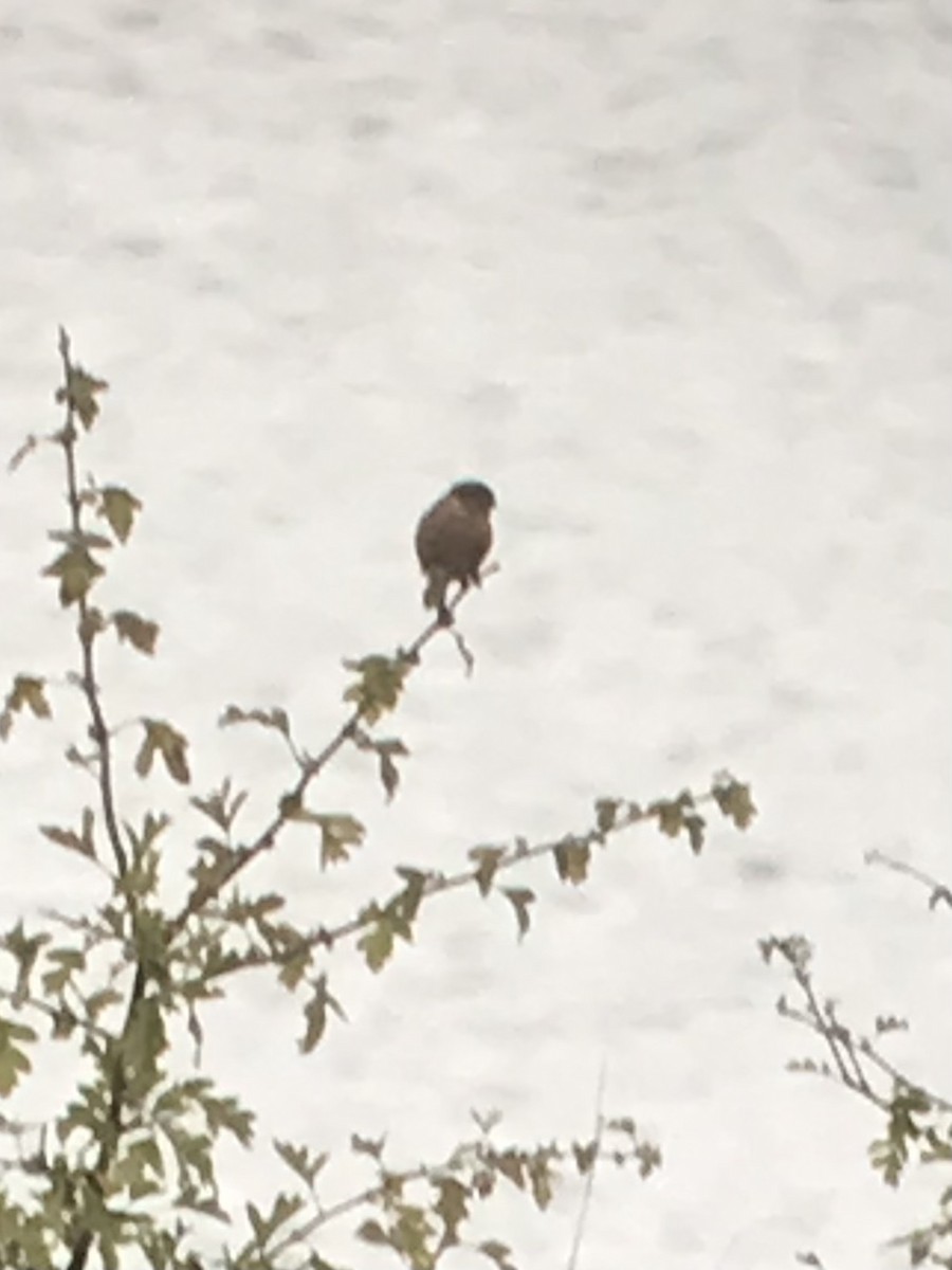 European Stonechat - ML624343314