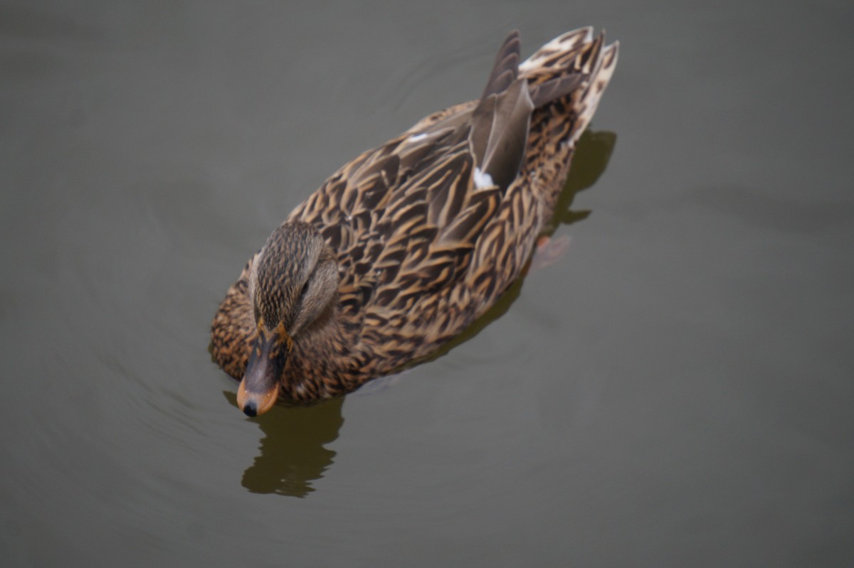 マガモ - ML624343472