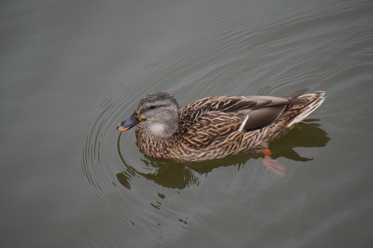 マガモ - ML624343475