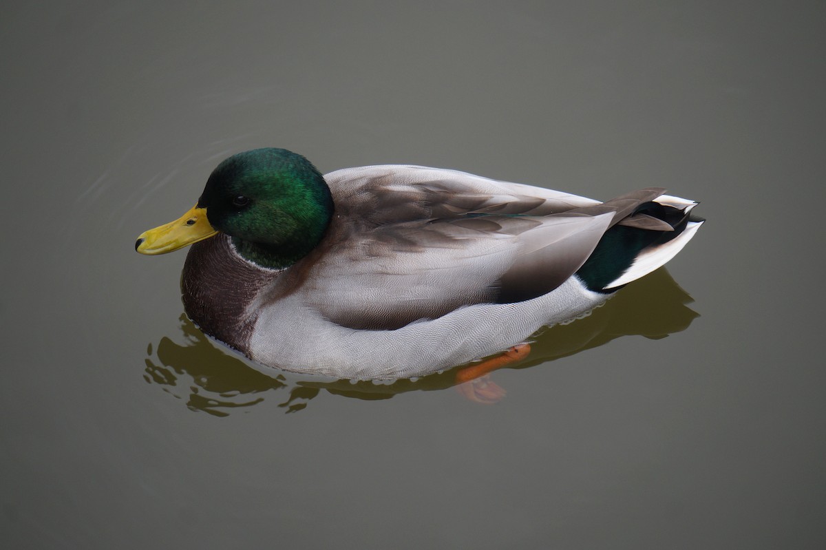 マガモ - ML624343477