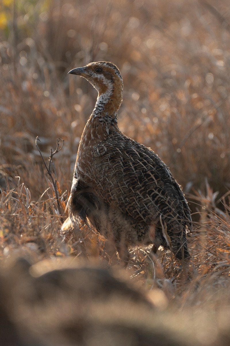 Red-winged Francolin - ML624343558