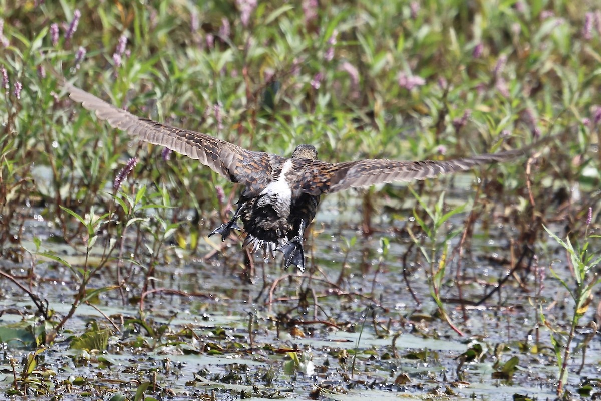 White-backed Duck - ML624343608