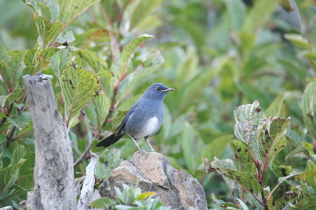 White-bellied Redstart - ML624343769