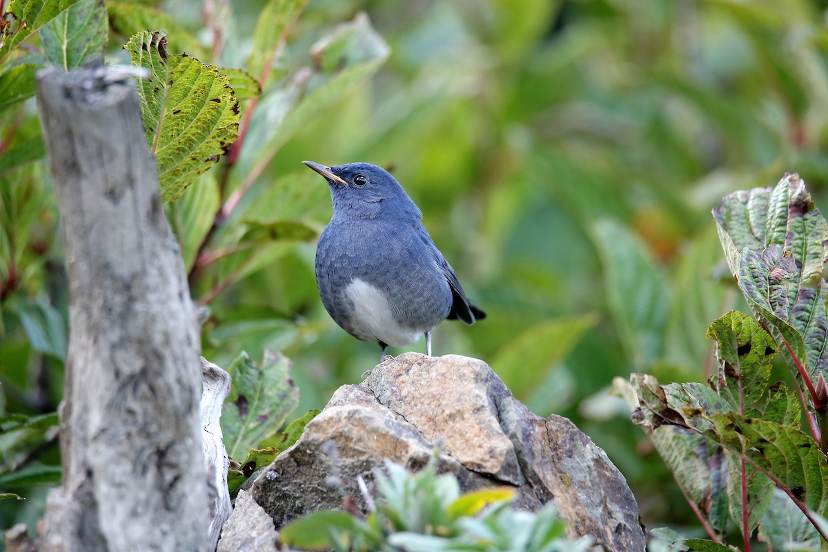 White-bellied Redstart - ML624343770