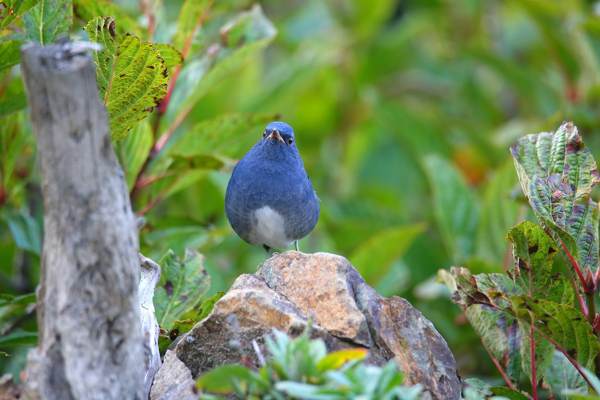 White-bellied Redstart - ML624343771