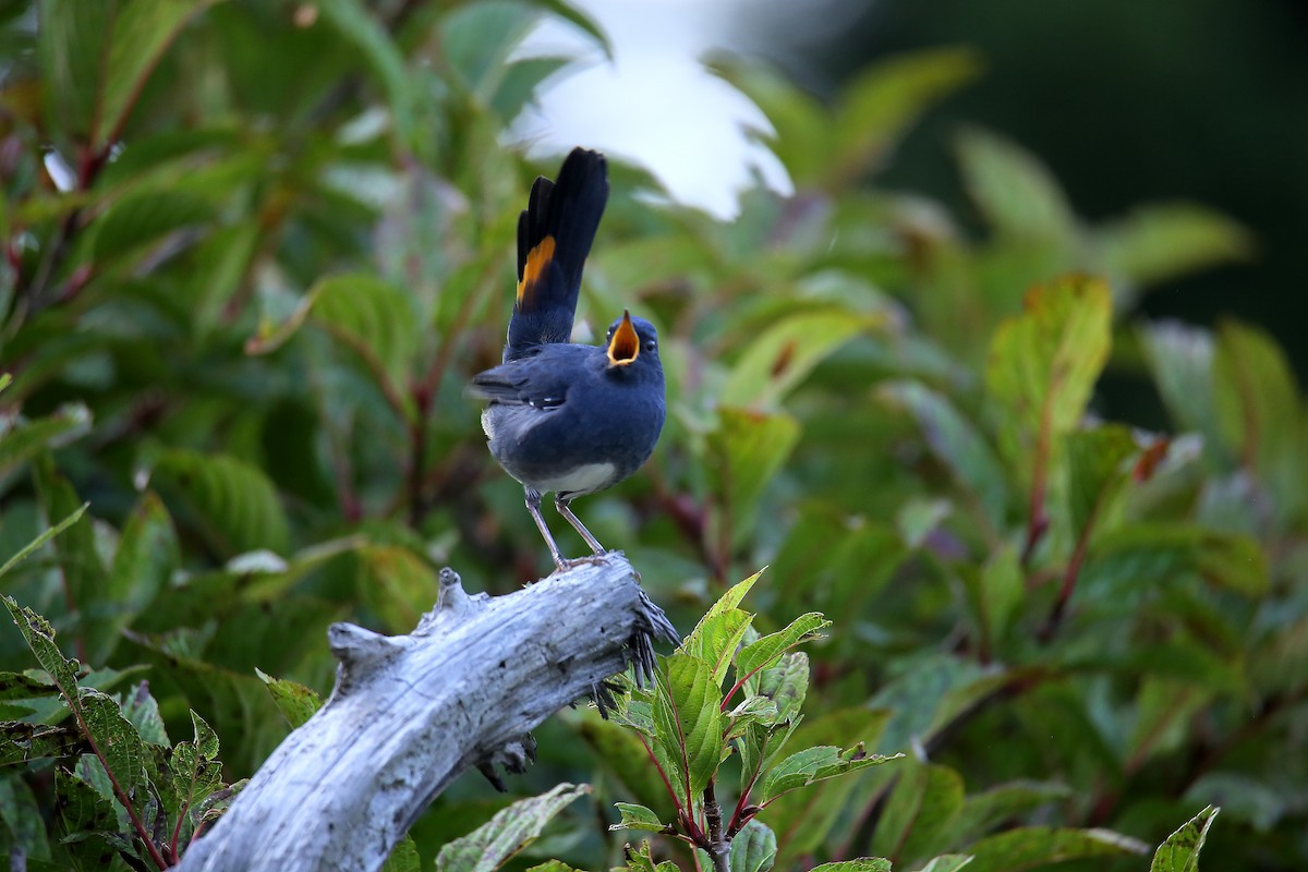 White-bellied Redstart - ML624343772