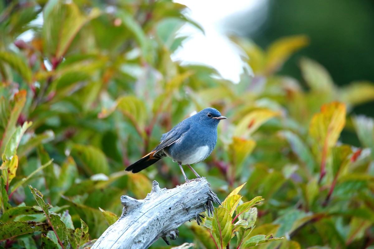 White-bellied Redstart - ML624343773