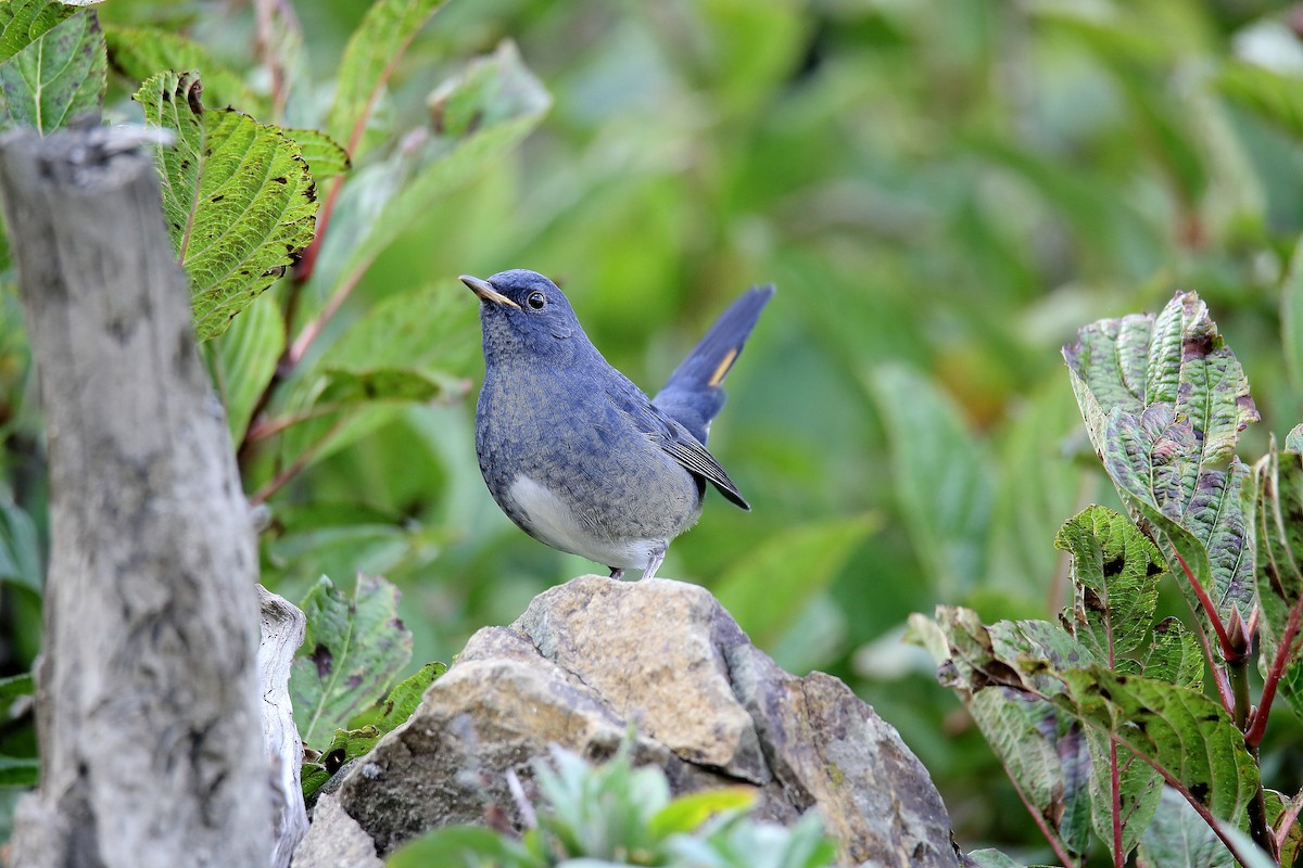 White-bellied Redstart - ML624343776