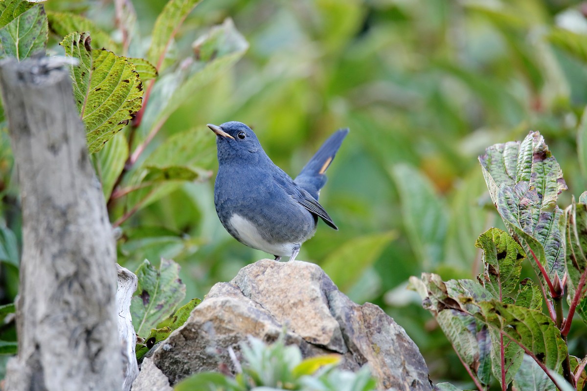 White-bellied Redstart - ML624343777