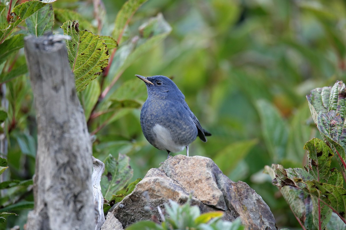 White-bellied Redstart - ML624343778