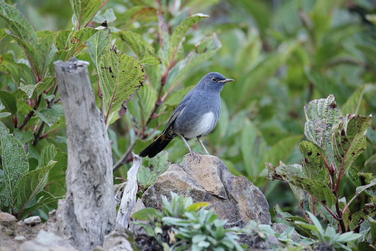 White-bellied Redstart - ML624343779