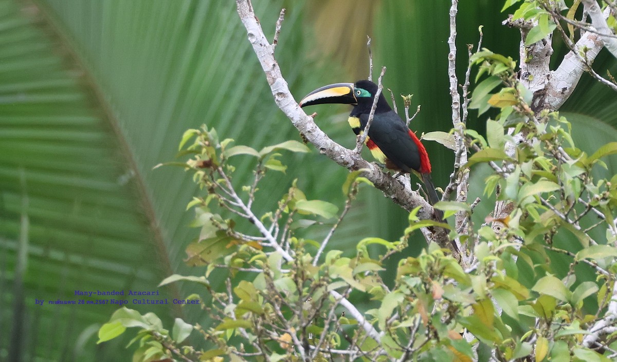 Many-banded Aracari - ML624343797