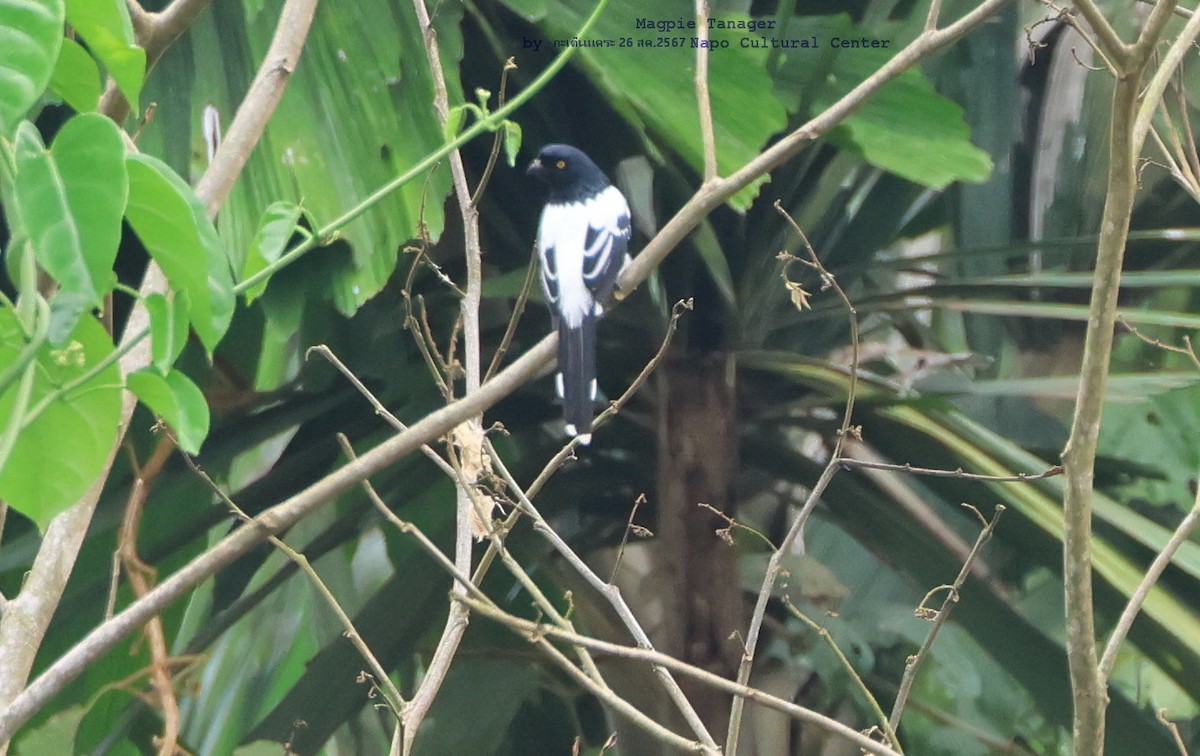 Magpie Tanager - ML624343963