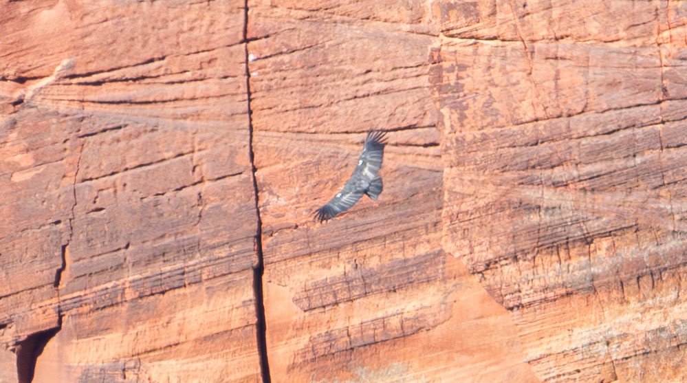 California Condor - ML624343984