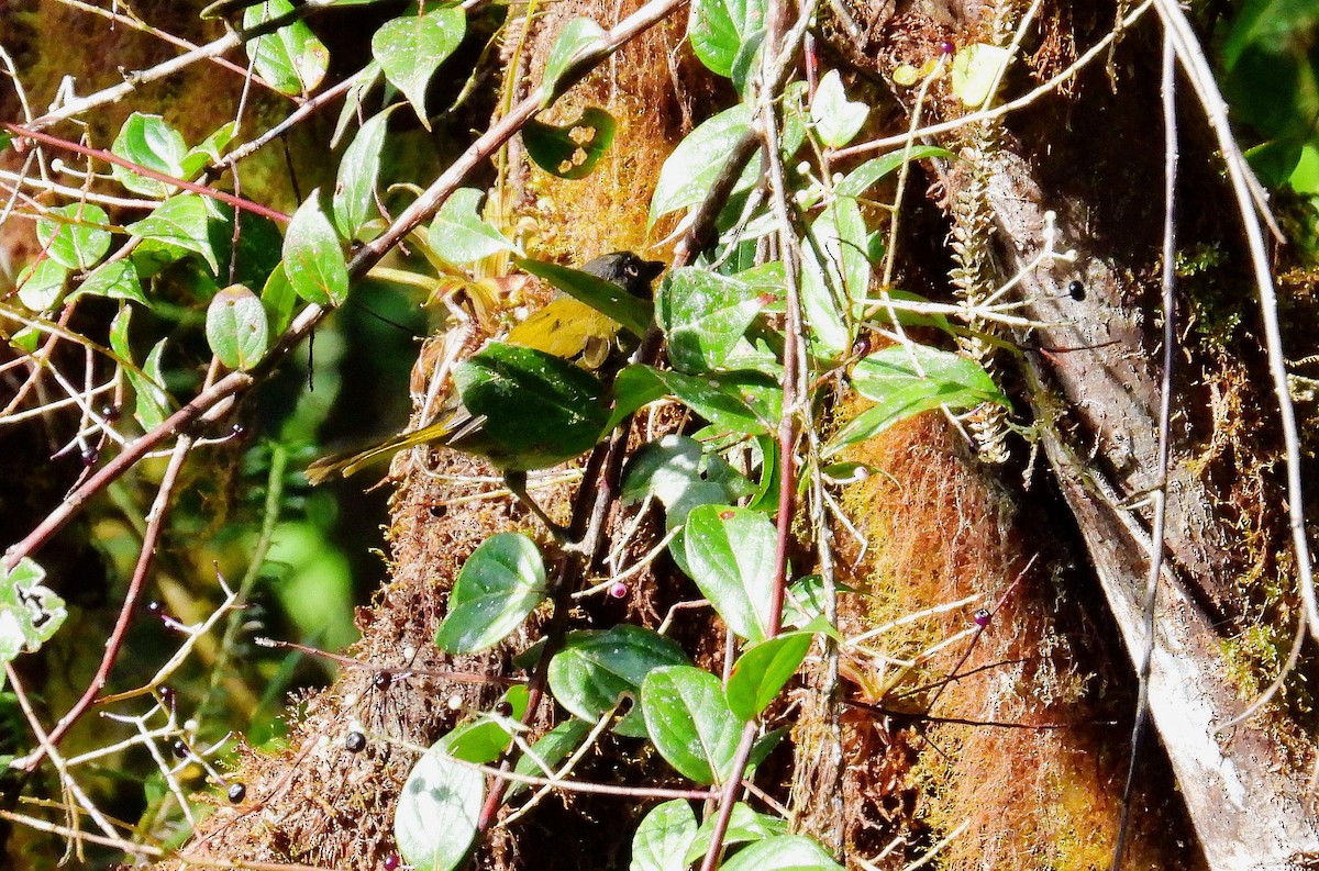 Dusky Chlorospingus - ML624344076