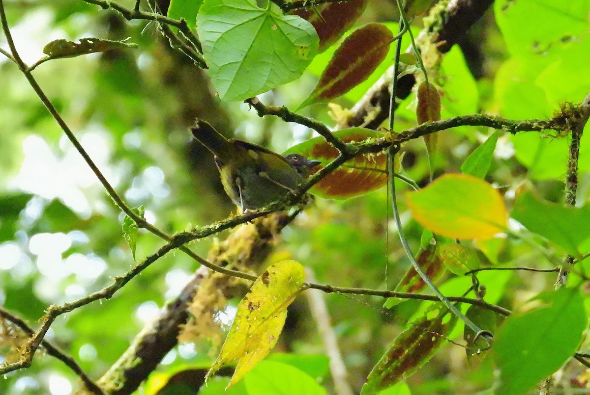 Dusky Chlorospingus - ML624344077