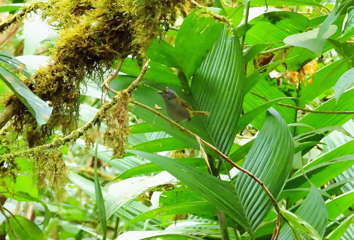 Dusky Chlorospingus - ML624344078