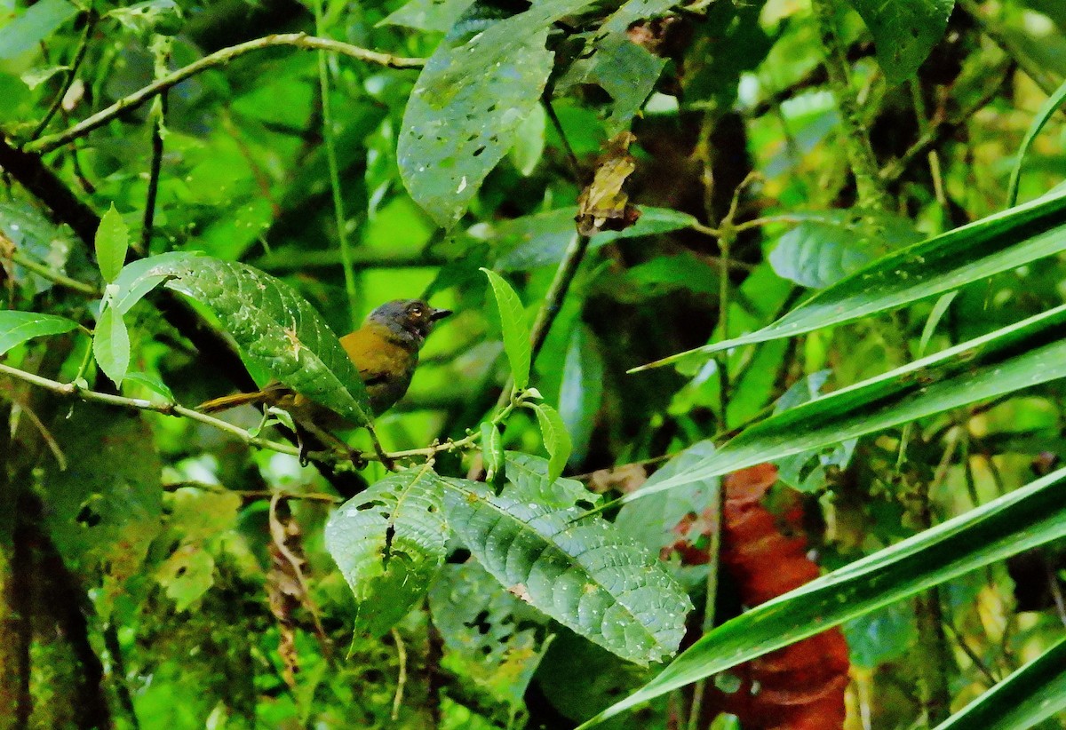 Dusky Chlorospingus - ML624344079