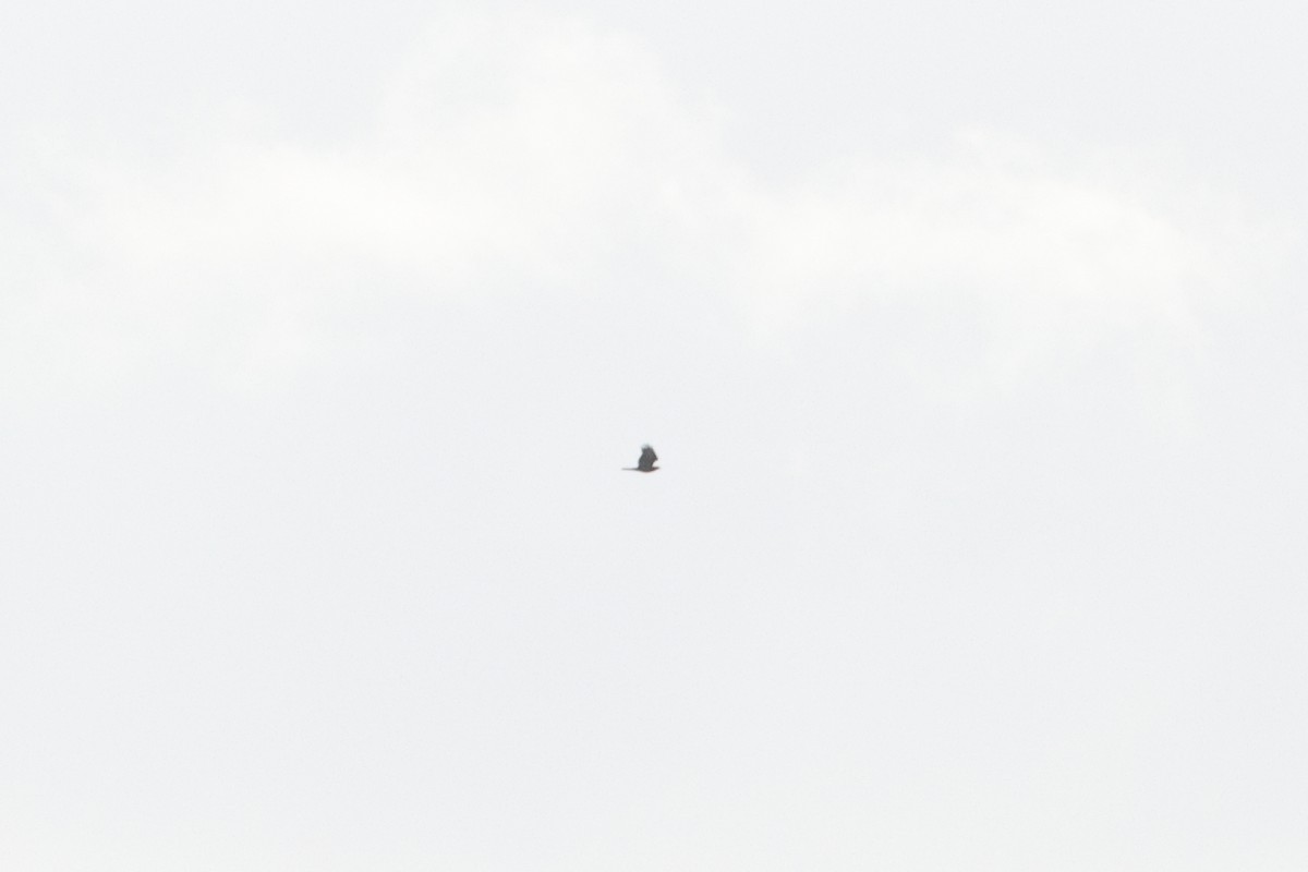 European Honey-buzzard - ML624344171