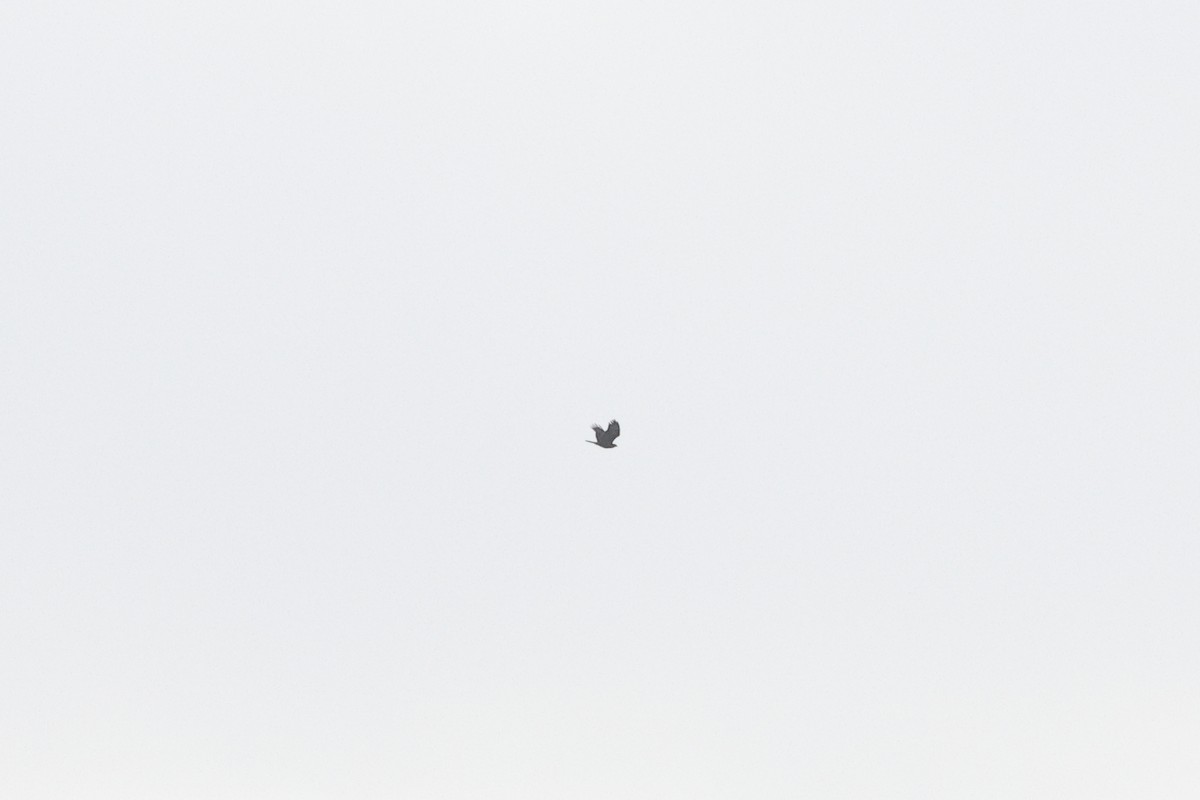 European Honey-buzzard - ML624344172