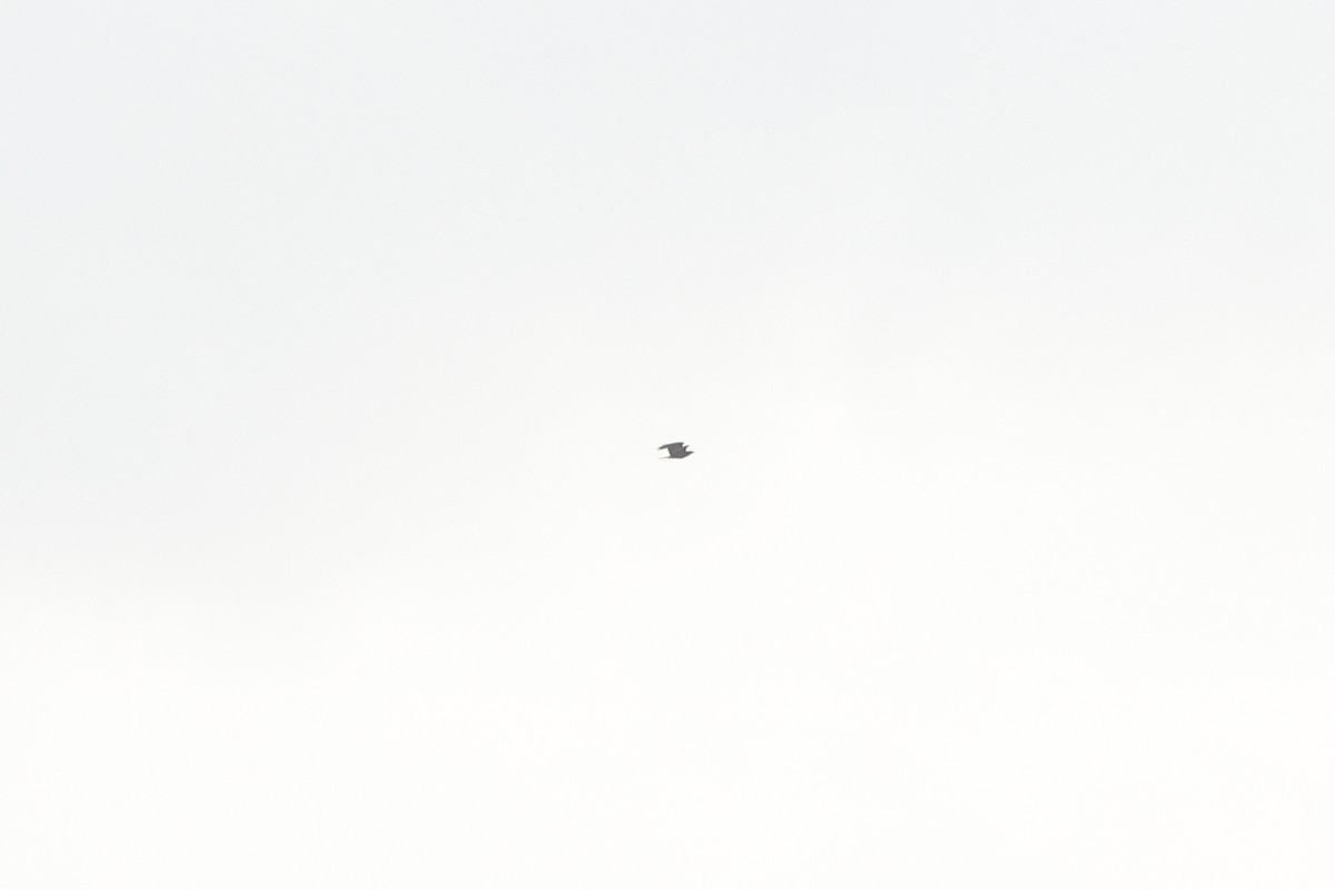 European Honey-buzzard - ML624344248