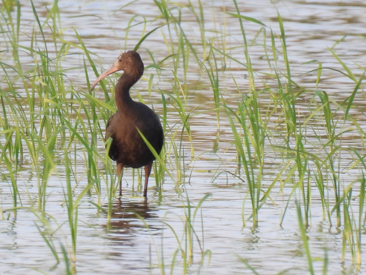 Glossy Ibis - Miguel Ángel  Pardo Baeza