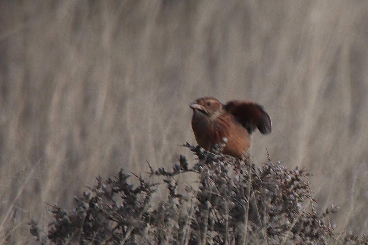 Eastern Clapper Lark - ML624344584