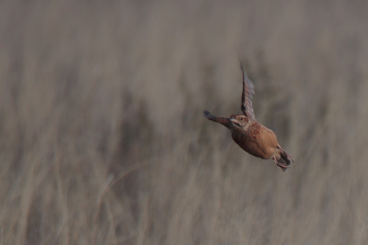 Eastern Clapper Lark - ML624344585