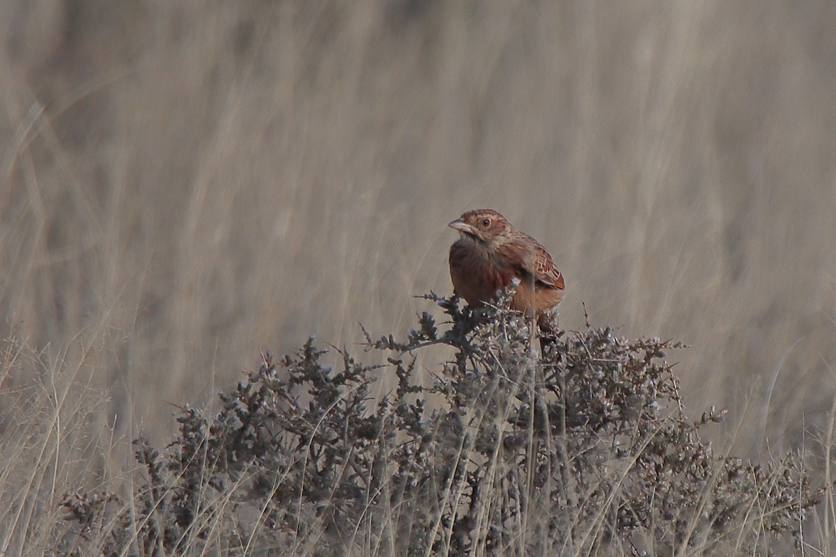 Eastern Clapper Lark - ML624344586