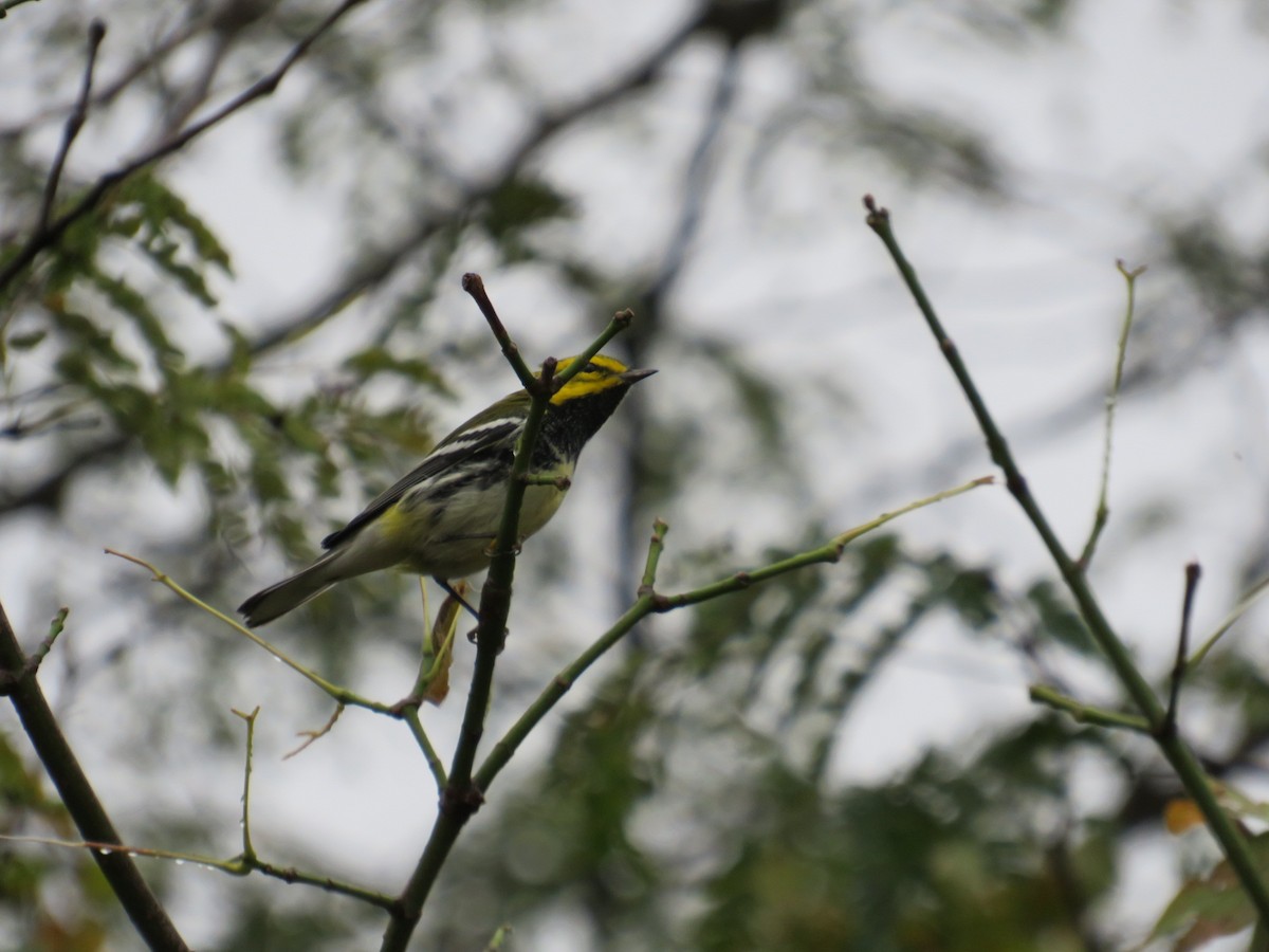 Black-throated Green Warbler - ML624344598