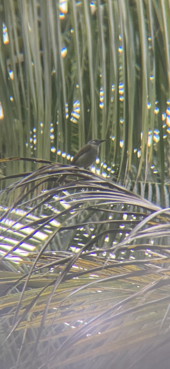 Olive Honeyeater - ML624344619