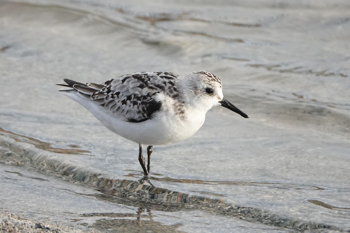 Sanderling - ML624344652