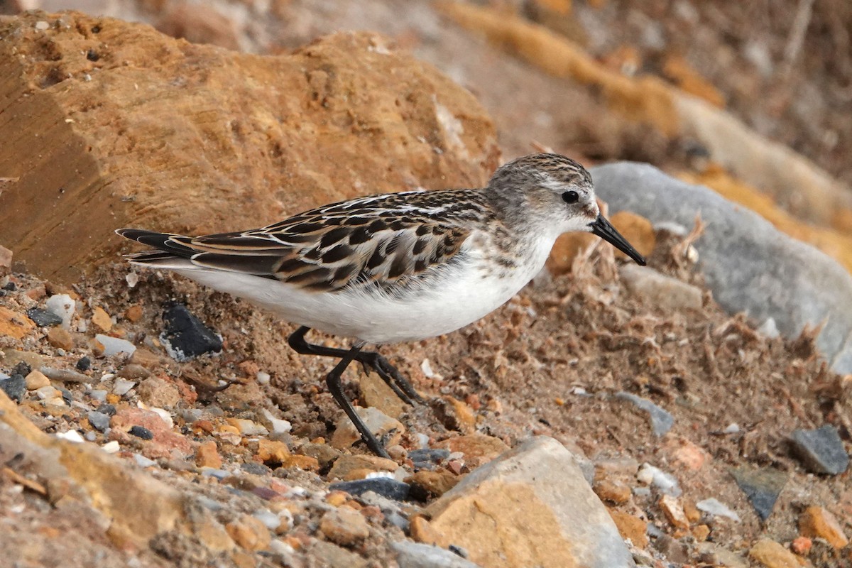 Little Stint - ML624344660