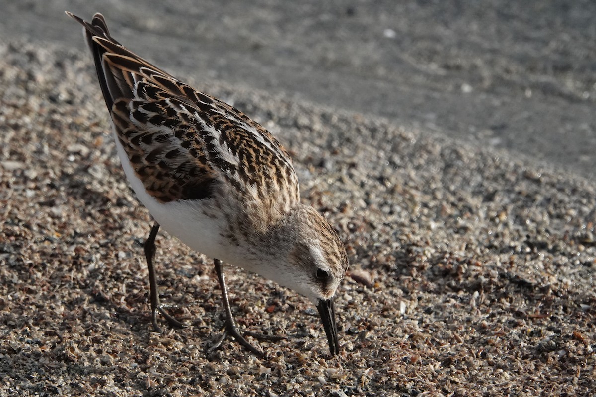 Little Stint - ML624344661
