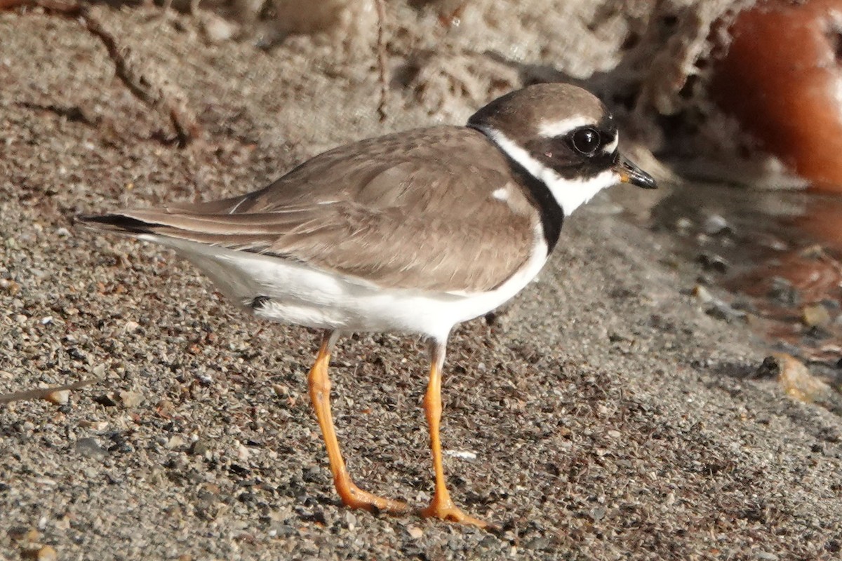 Common Ringed Plover - ML624344665