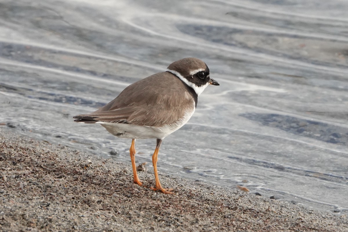 Common Ringed Plover - ML624344666