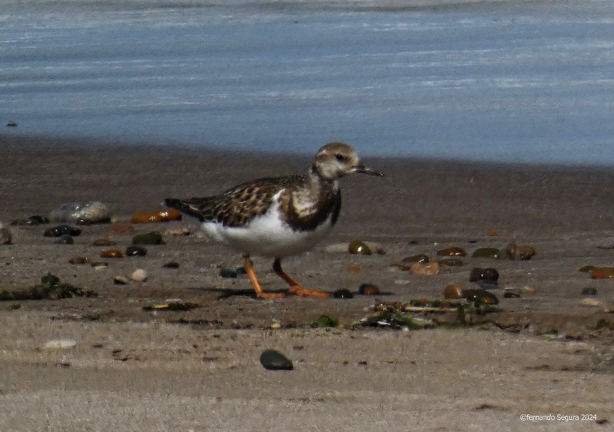 Ruddy Turnstone - ML624344810