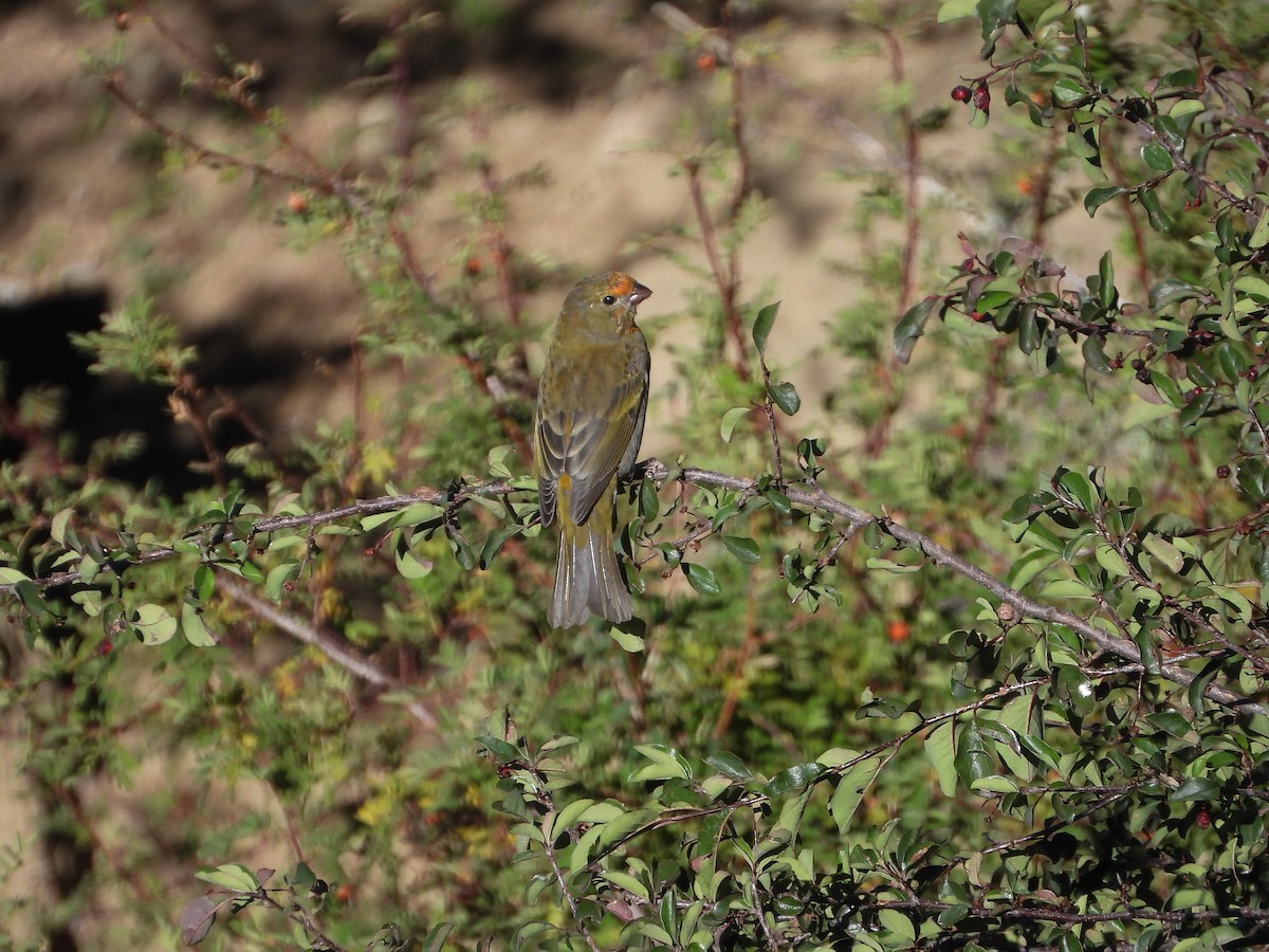 Crimson-browed Finch - ML624344886