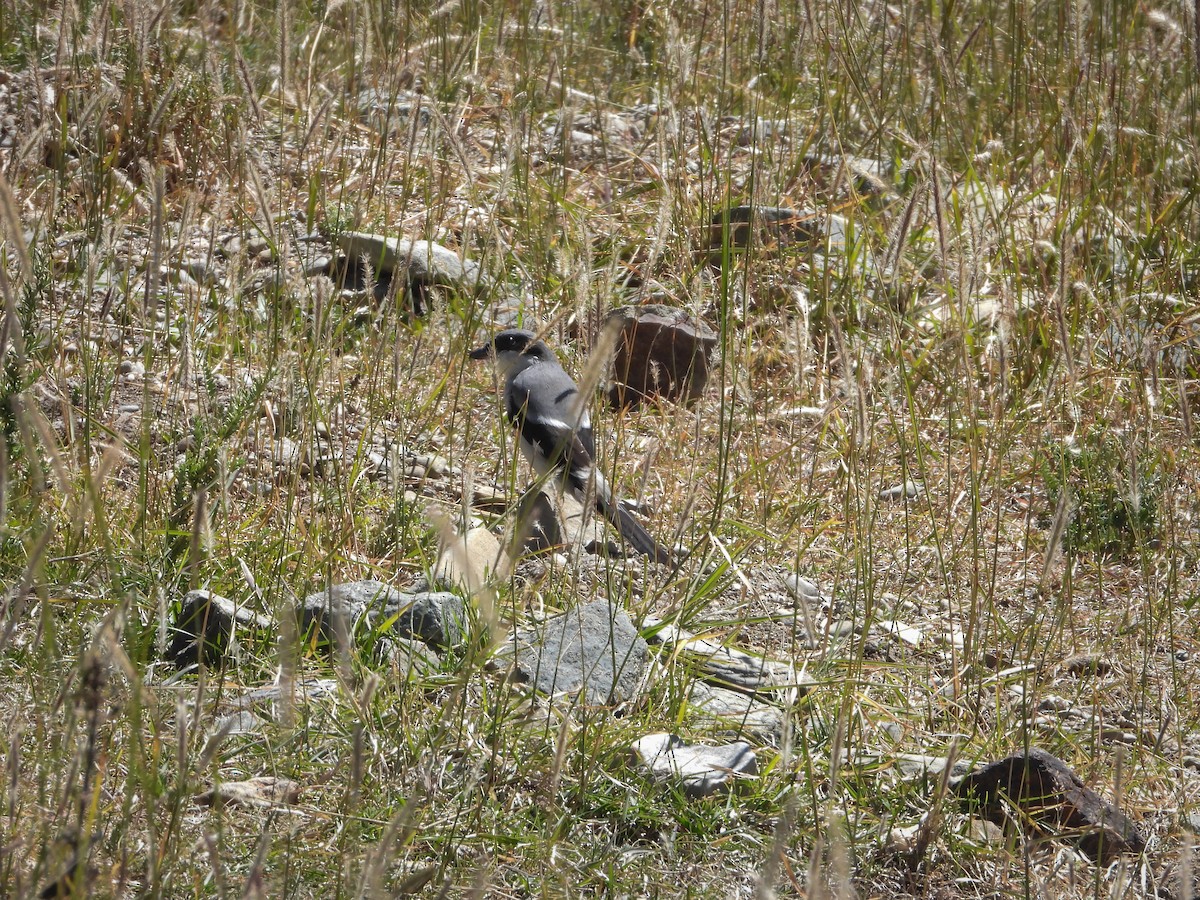 Giant Shrike - ML624344899