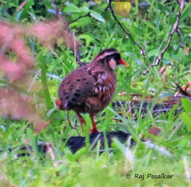 Painted Bush-Quail - ML624344902