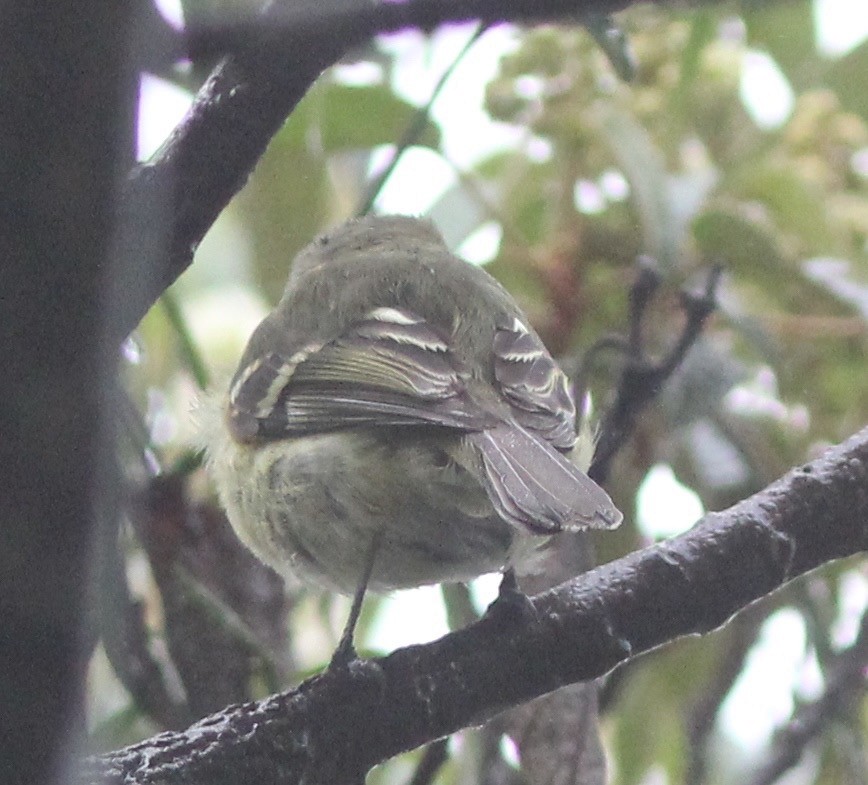 Greenish Tyrannulet - ML62434491