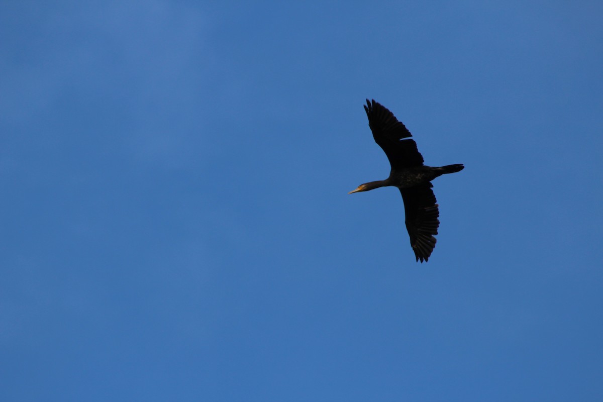 Kormoran (sinensis/hanedae) - ML624345009